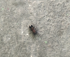 Coenoptychus pulcher