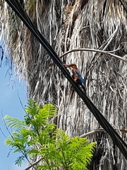 Halcyon smyrnensis