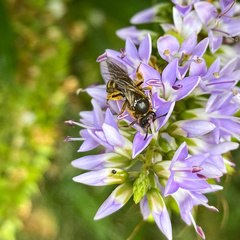 Halictus rubicundus