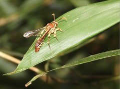 Sphecosesia