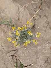 Physaria didymocarpa