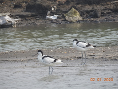 Recurvirostra avosetta