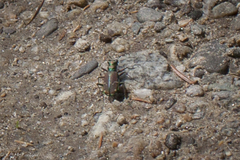 Cicindela limbalis