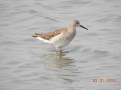 Calidris pugnax