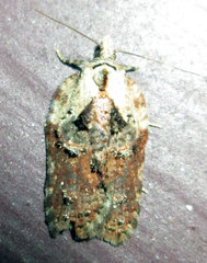 Acleris pulverosana