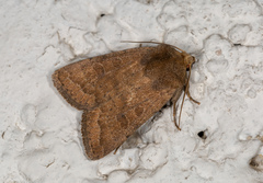 Hoplodrina blanda
