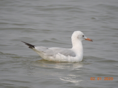 Chroicocephalus genei