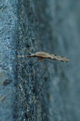 Anopheles annulipes
