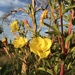 Tall Evening Primrose - Photo (c) smfang, some rights reserved (CC BY-NC), uploaded by smfang