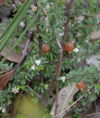 Micrantheum ericoides