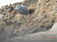 Egretta gularis