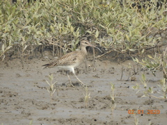 Numenius phaeopus