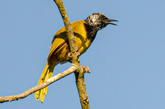 Hypergerus atriceps