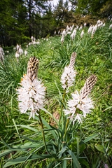 Asphodelus albus