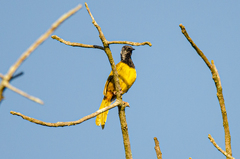Hypergerus atriceps