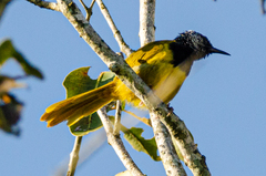 Hypergerus atriceps