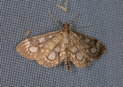 Anania coronata