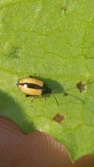 Phyllotreta armoraciae