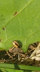 Phyllotreta armoraciae