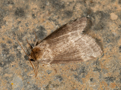 Tetheella fluctuosa