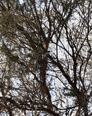 Melithreptus chloropsis