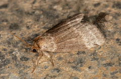 Tetheella fluctuosa