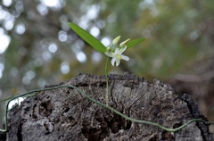 Geitonoplesium cymosum
