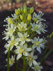 Toxicoscordion micranthum