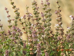 Ocimum basilicum