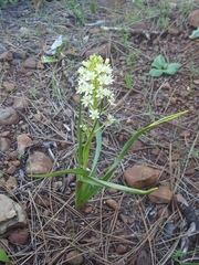 Toxicoscordion micranthum