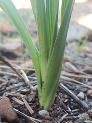 Toxicoscordion micranthum