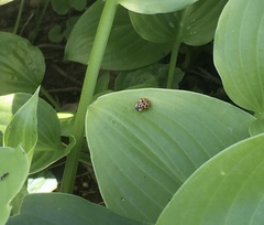 Harmonia axyridis