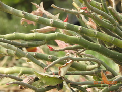 Euphorbia tithymaloides