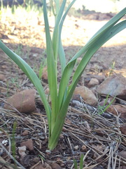 Toxicoscordion micranthum