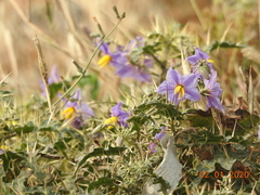 Solanum virginianum