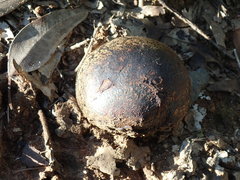 Pisolithus microcarpus