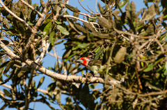 Lybius vieilloti