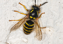 Dolichovespula saxonica
