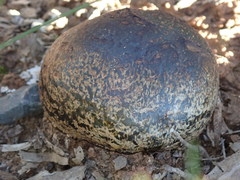 Pisolithus microcarpus
