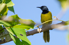Hypergerus atriceps