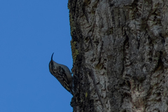 Certhia brachydactyla