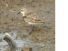 Calidris minuta