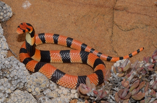 Cape Coral Snake, Aspidelaps lubricus