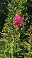 Phlox paniculata