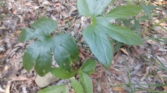 Tacca palmata