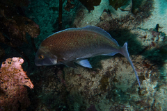 Nemadactylus douglasii