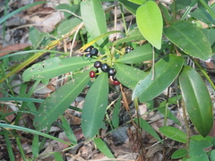Ardisia humilis