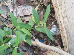 Polygala chinensis
