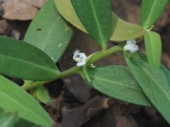 Polygala chinensis