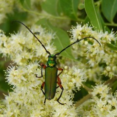 Plinthocoelium suaveolens